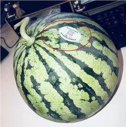 网红yp吃瓜,揭秘网红YP吃瓜背后的真相与争议